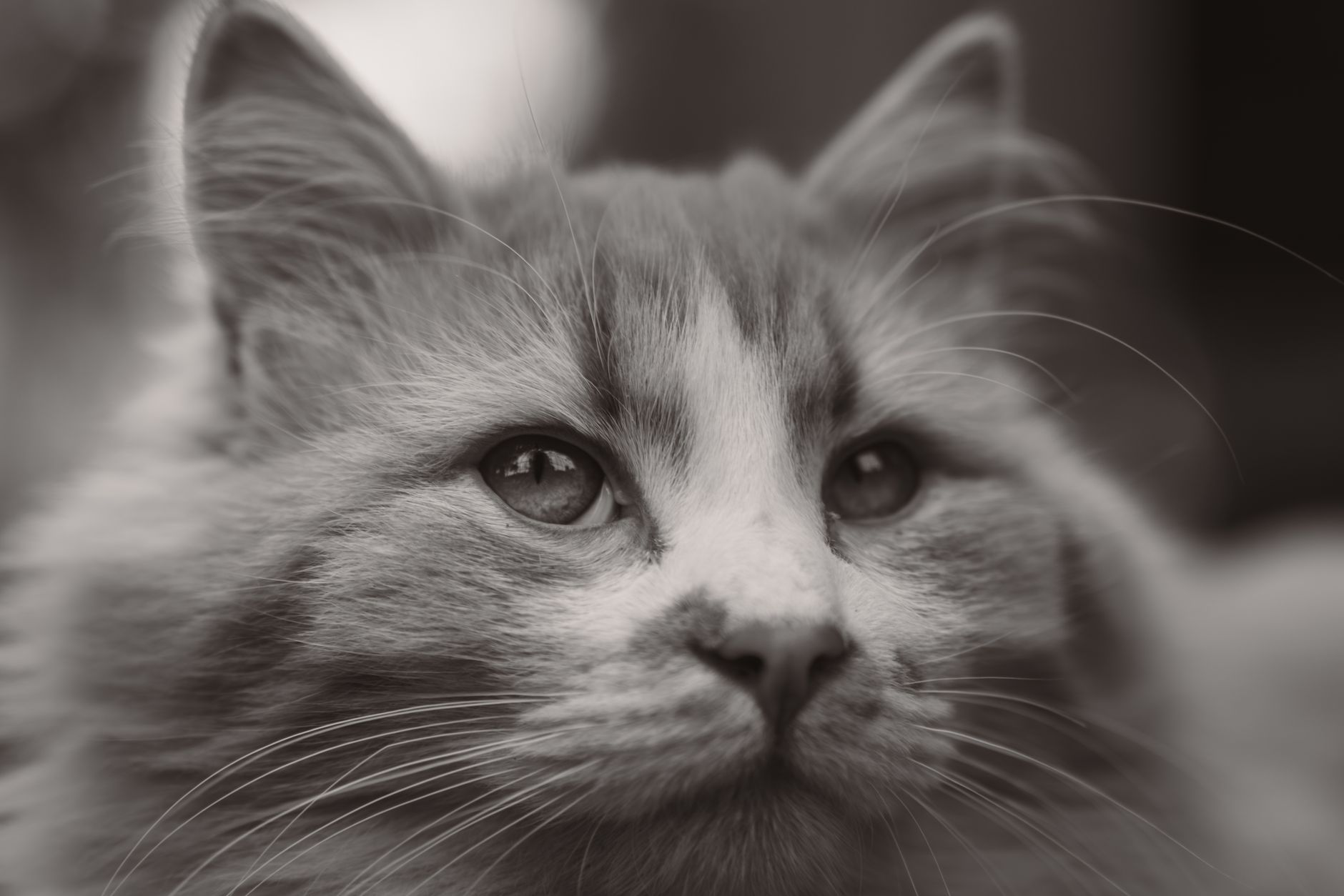 Veterinary care for a cat