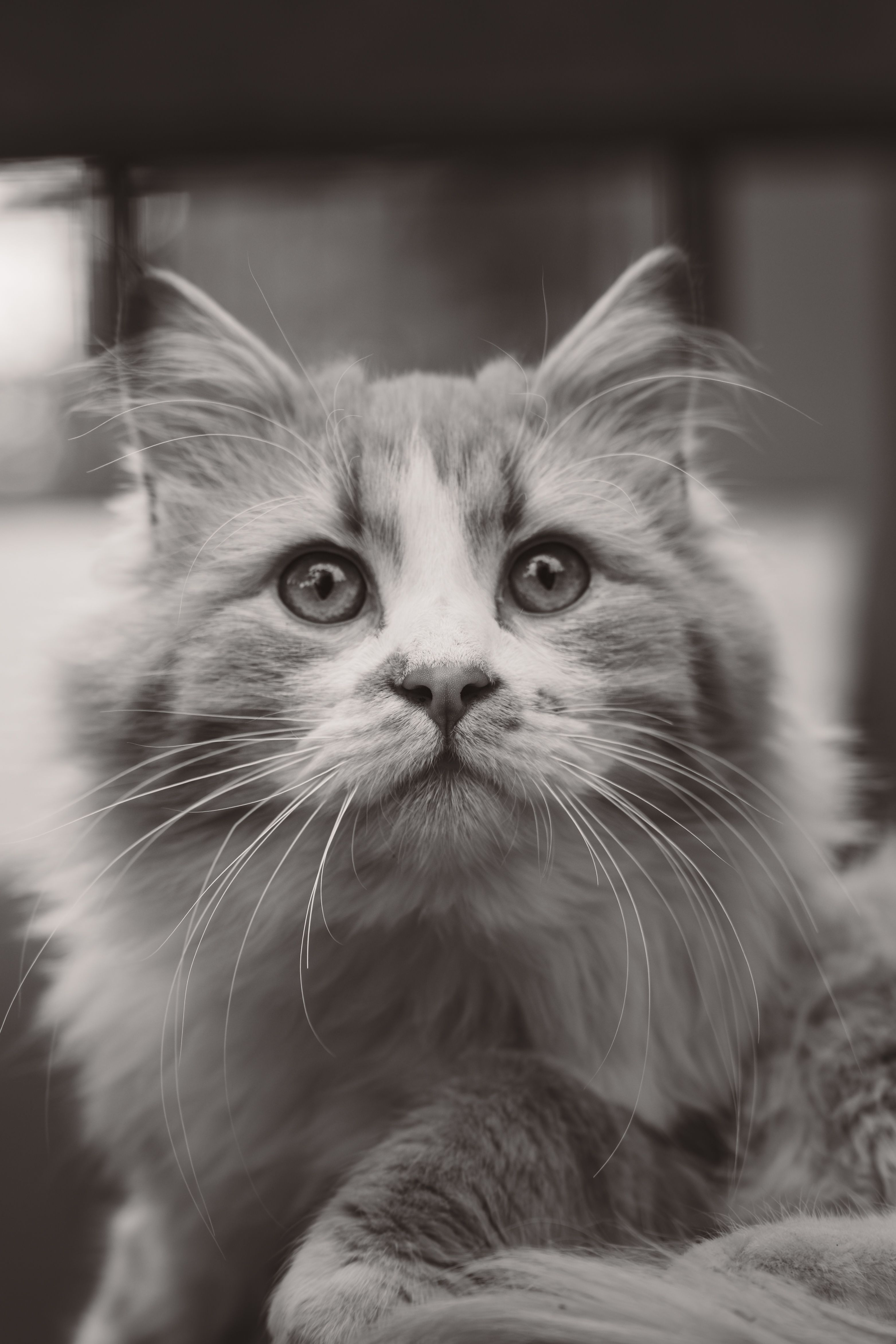 Majestic Fluffy Cat with Intense Gaze · Free Stock Photo