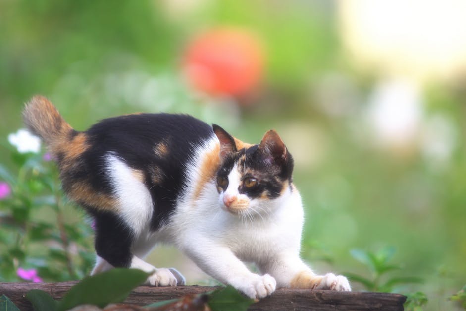 Selective Focus Photography of Calico Cat on Wood