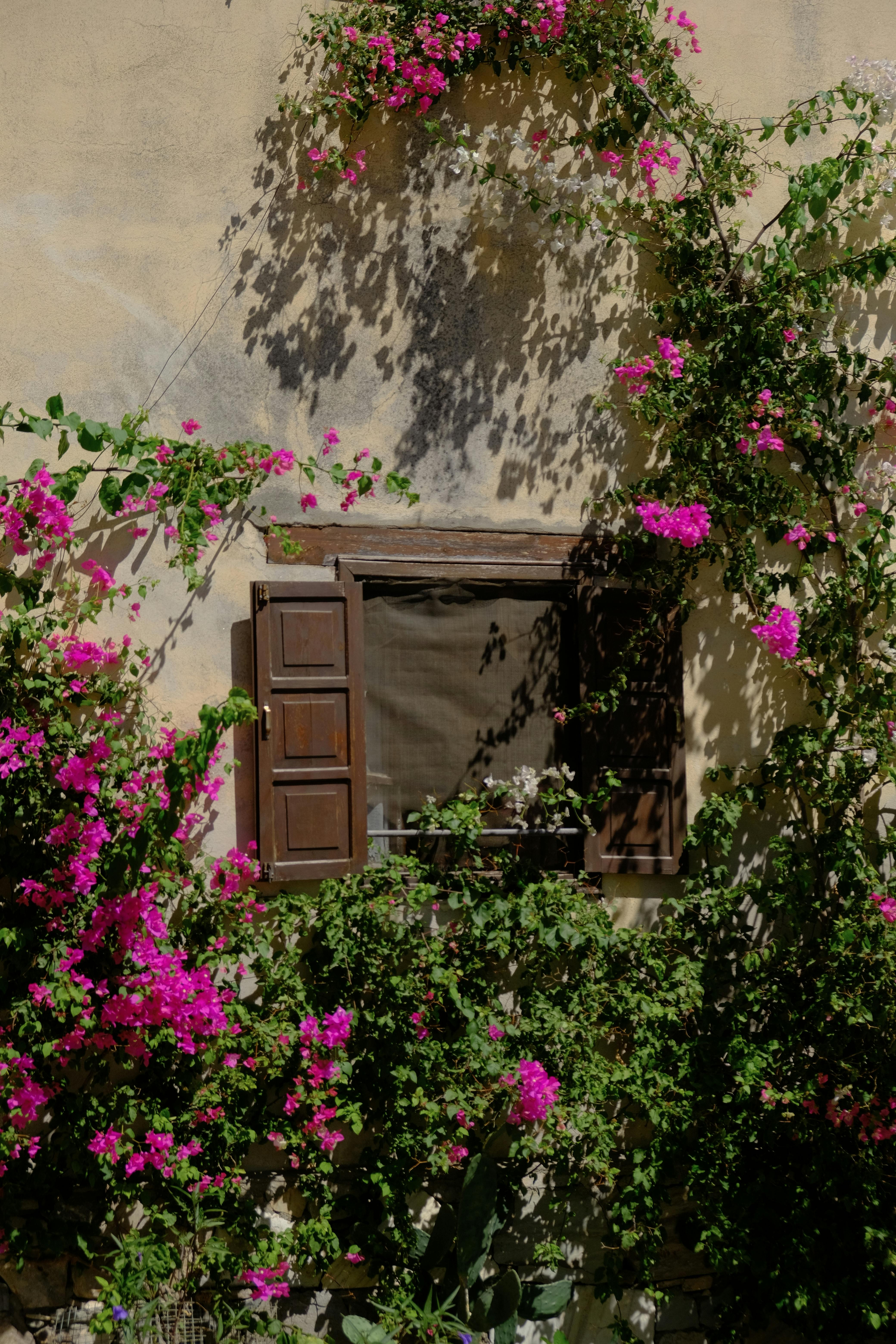Wooden window entwined with vibrant bougainvillea in İzmir, showcasing natural beauty and charm.