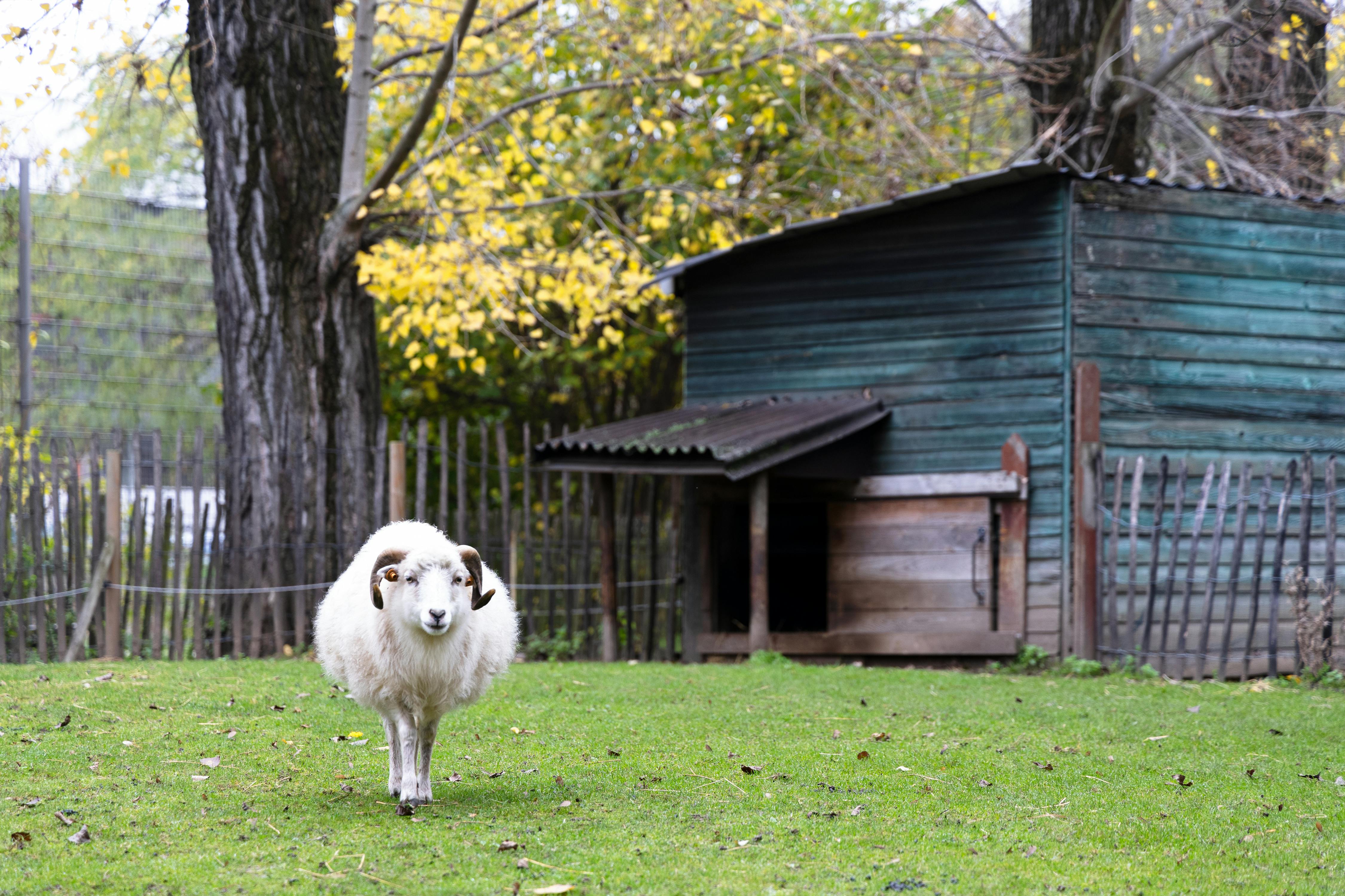 Gratuit Photos gratuites de abri, abri en bois, abri rustique Photos