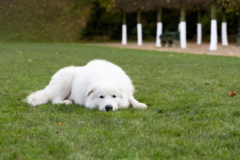 Otis - photo 1