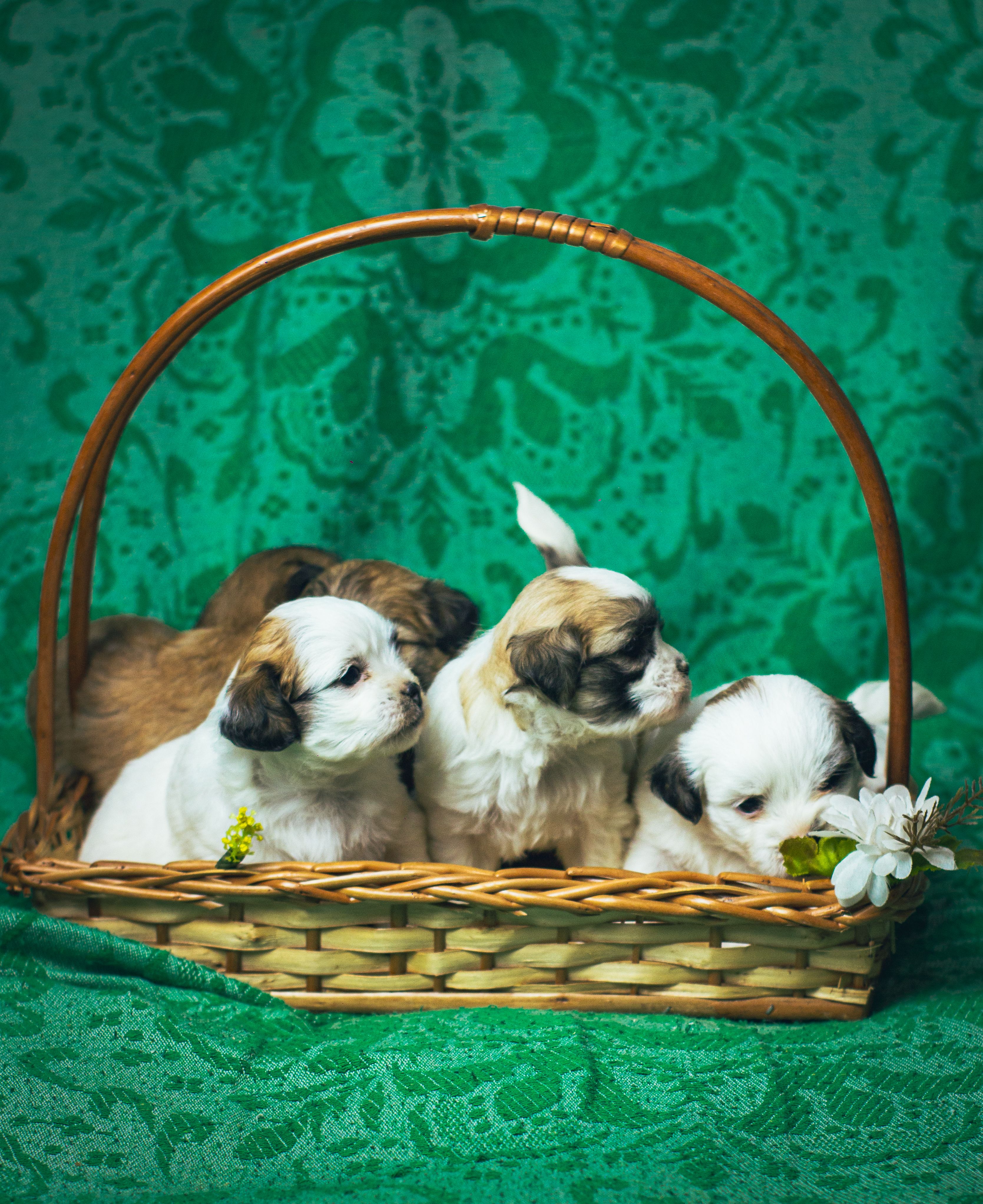 Safe Place To Buy Dogs In Philadelphia: Responsible Buying Guide