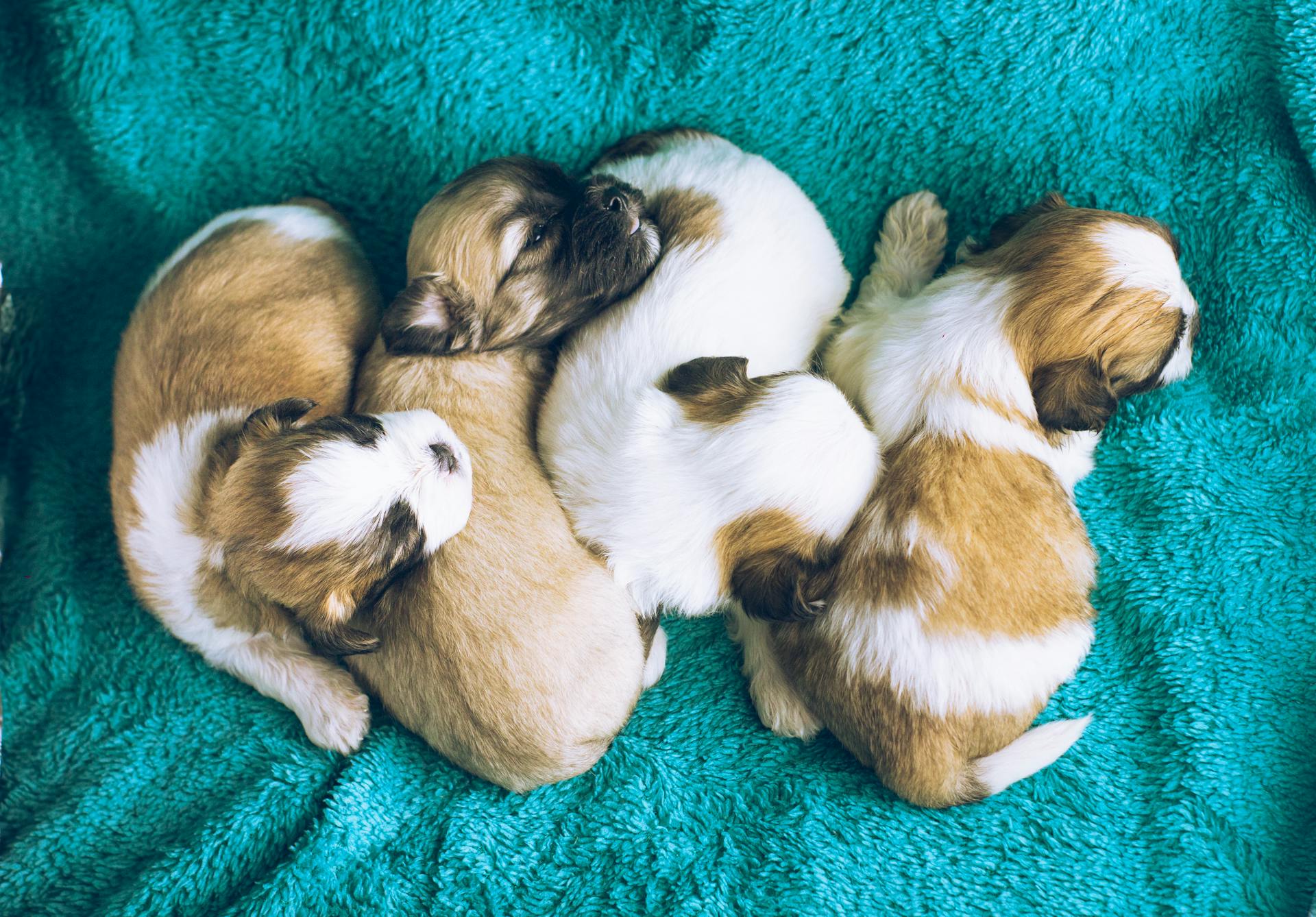 lhasa apso puppies