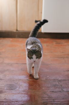 A charming cat confidently strolling on a rustic terracotta floor indoors.