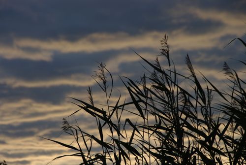 Free Silhouette of tall grass against a dramatic evening sky with textured clouds. Stock Photo