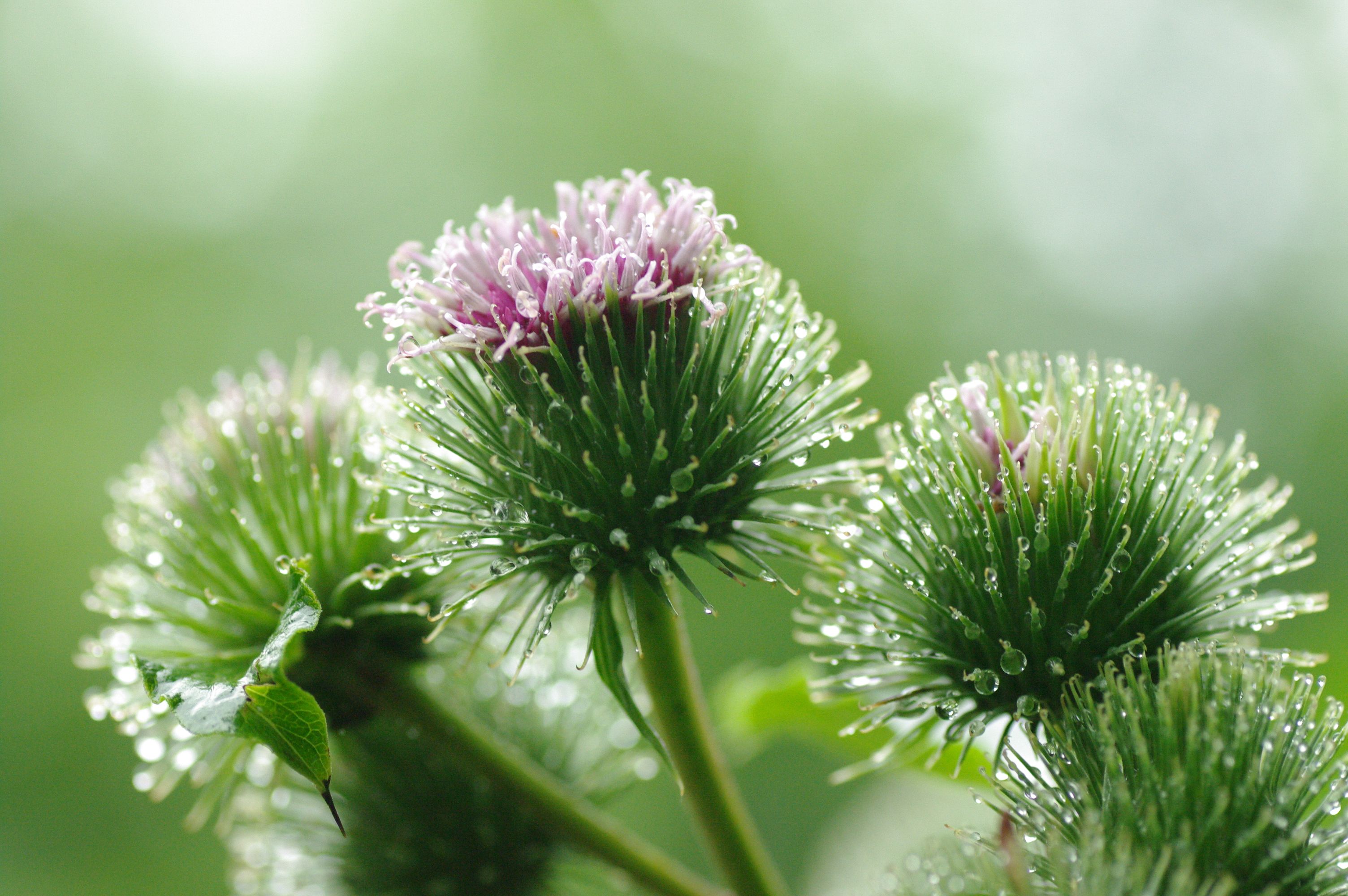 Detailed view of thistle plants adorned with dewdrops on a lush green background, showcasing nature's beauty.