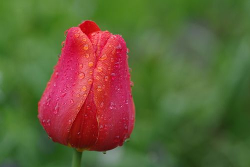 Free Vibrant red tulip with dew drops on petals against a blurred green background. Stock Photo