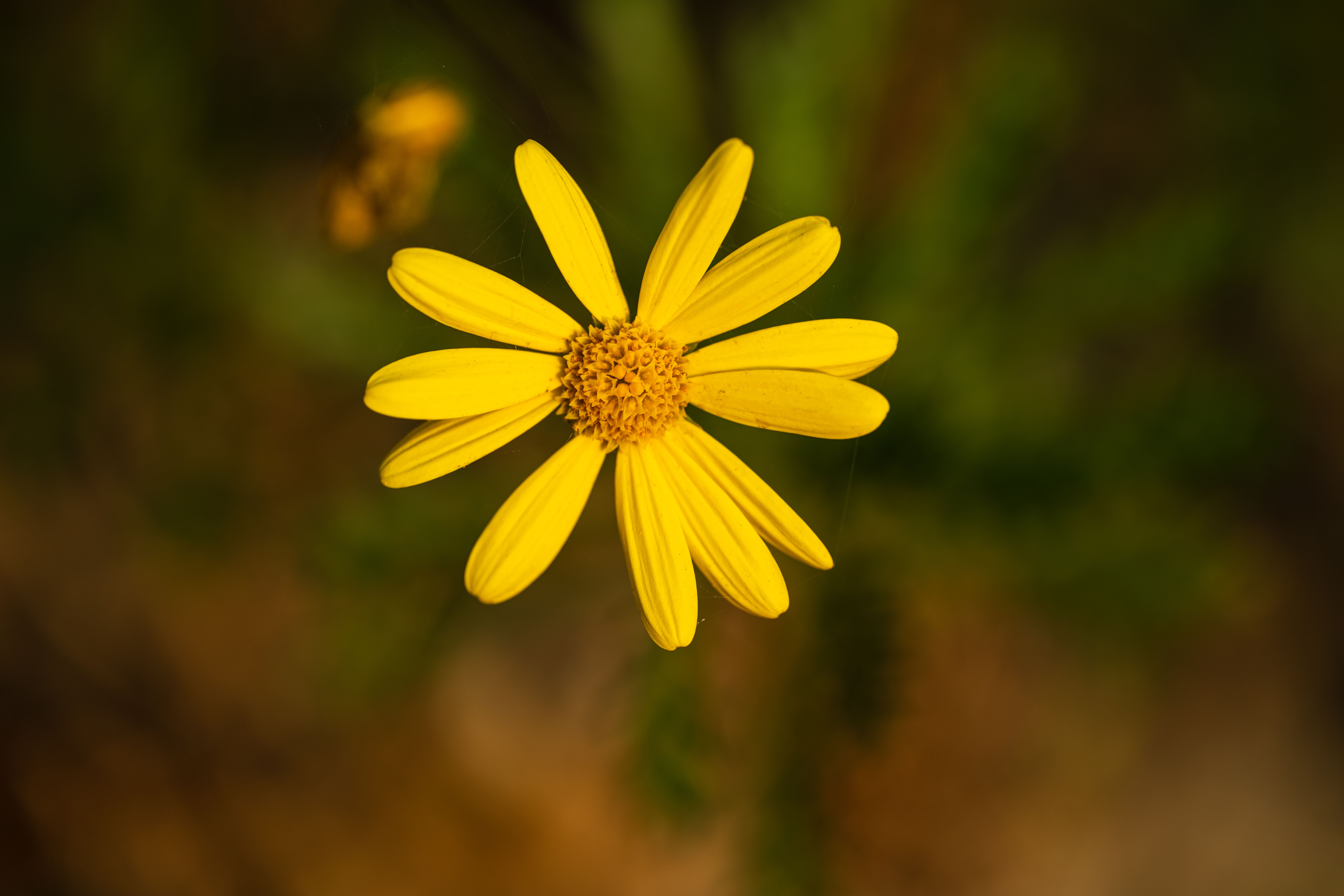 Close-up of a Vibrant Yellow Daisy Flower · Free Stock Photo