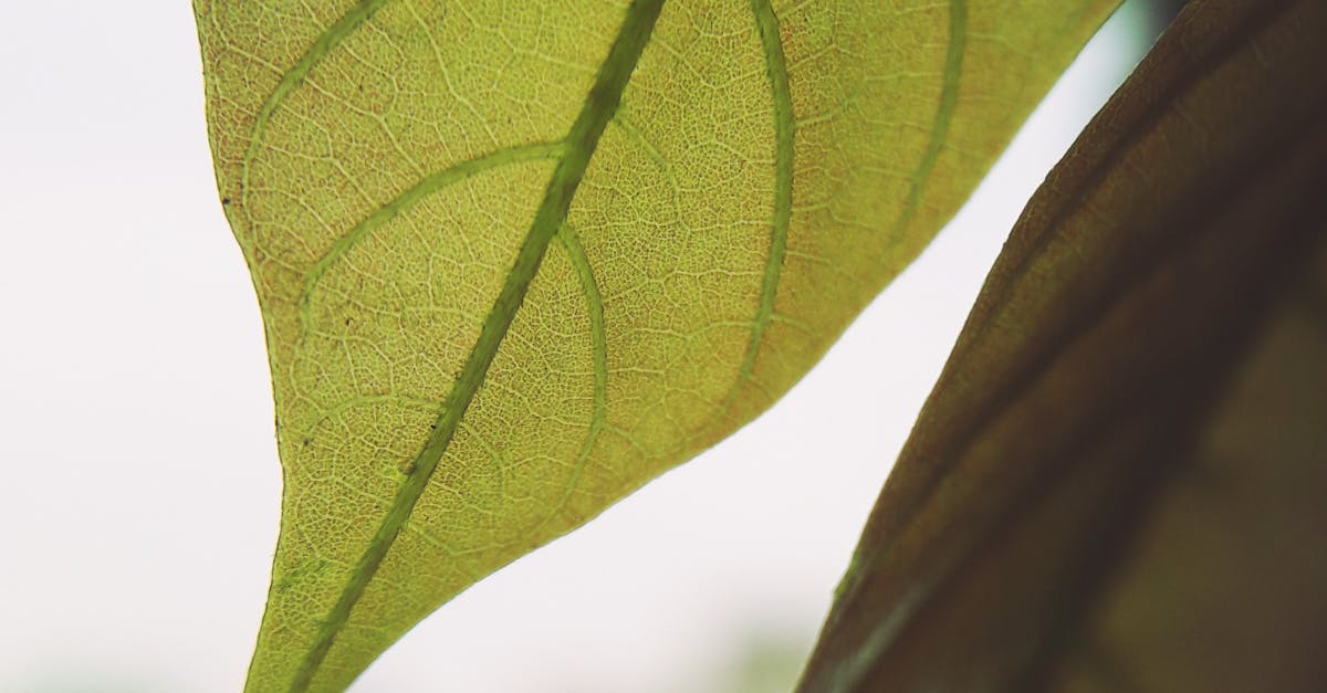 Free stock photo of green leaf