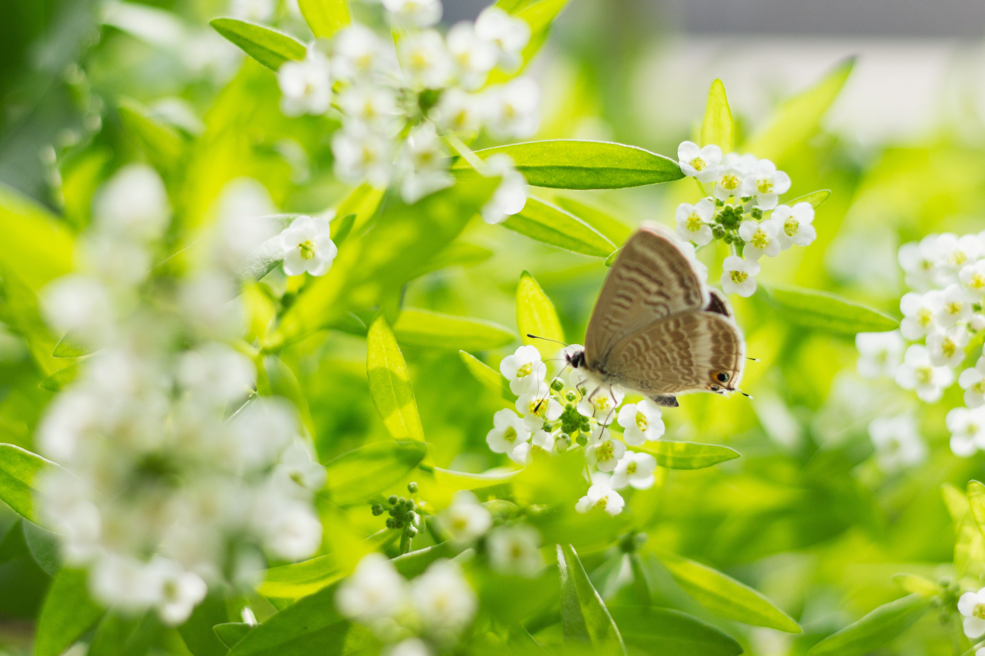 Butterfly Resting on White Flowers Outdoors · Free Stock Photo