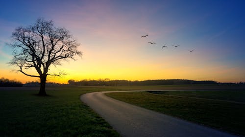 Free Bare Tree Beside Road Stock Photo