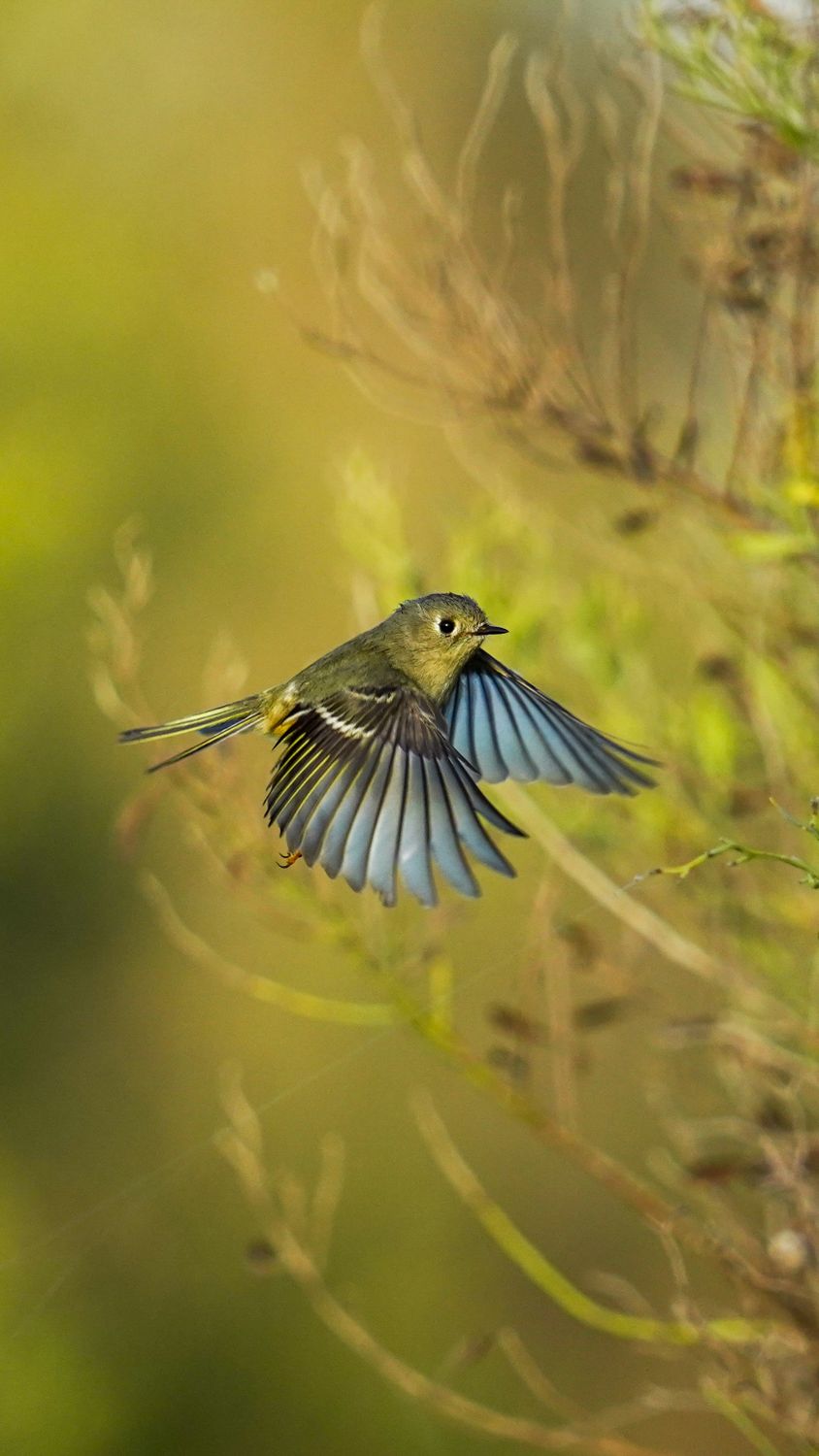 Small Bird in Flight Amidst Lush Foliage · Free Stock Photo