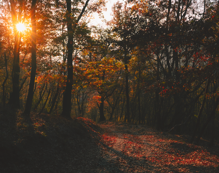 Sunlight peeks through the trees in a vibrant autumn forest in Hungary.