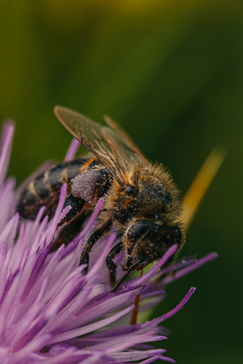 черно коричневая пчела на цветке