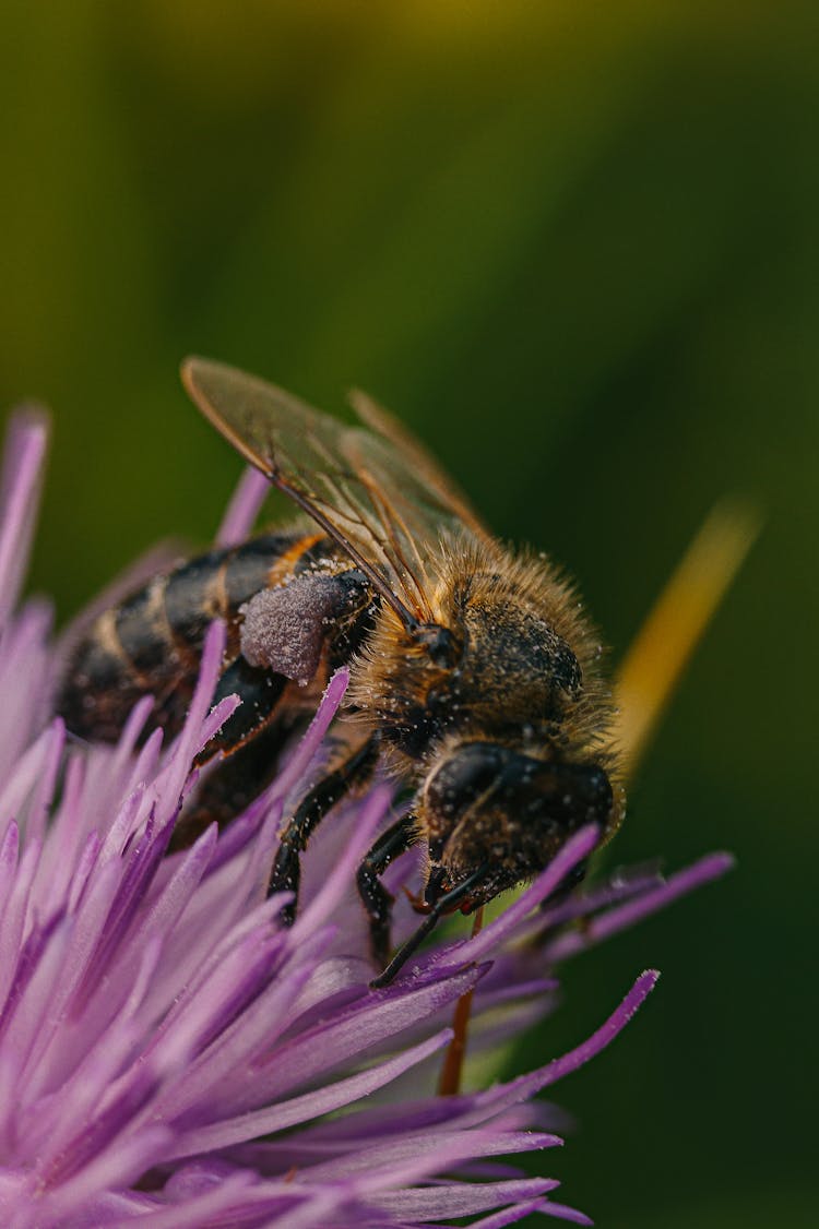 Black And Brown Bee On Flower