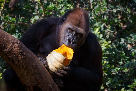 A gorilla enjoys a pumpkin snack amongst greenery in the wild.