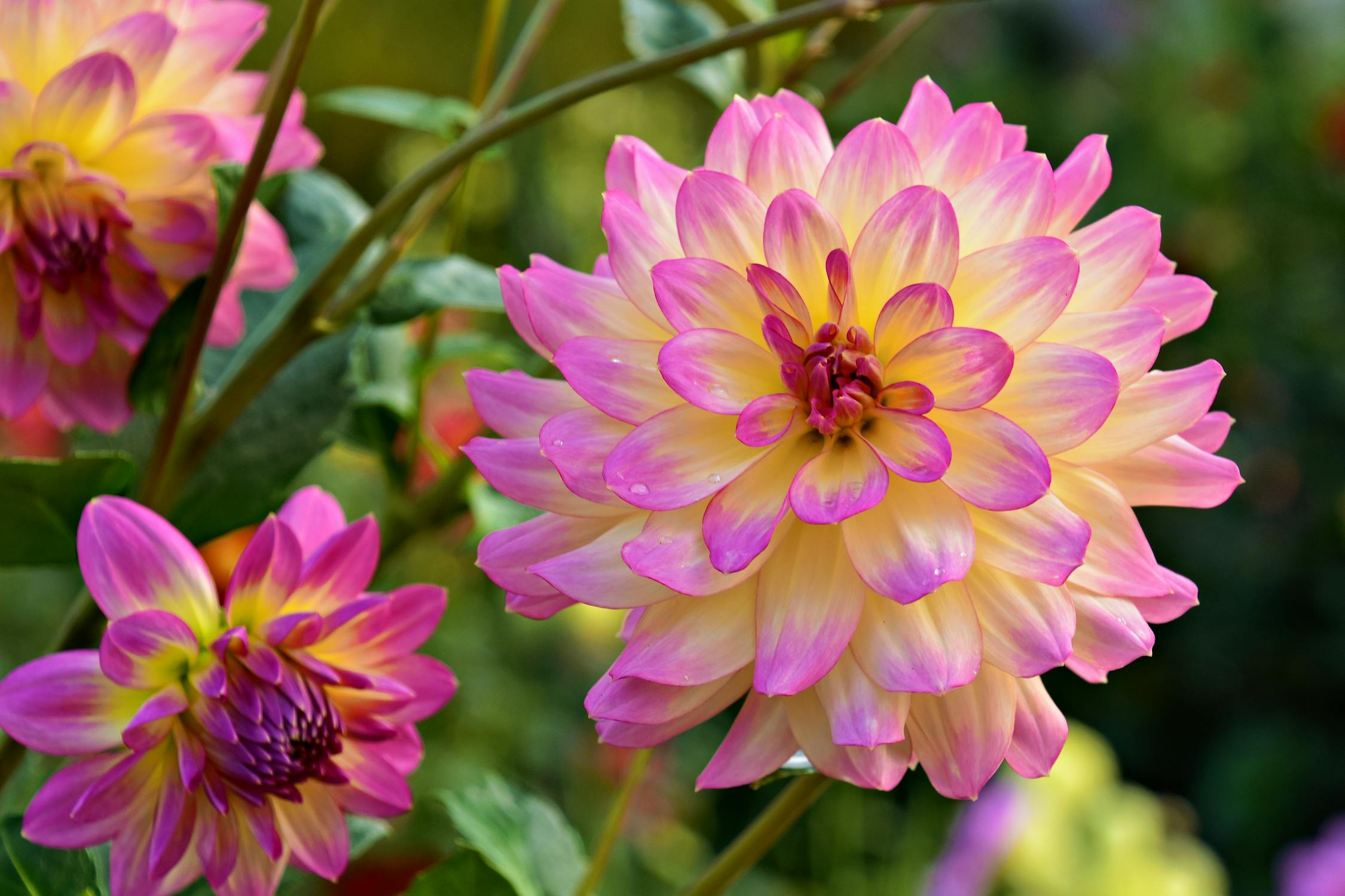 Vibrant Dahlia Blossoms in Bellevue Garden