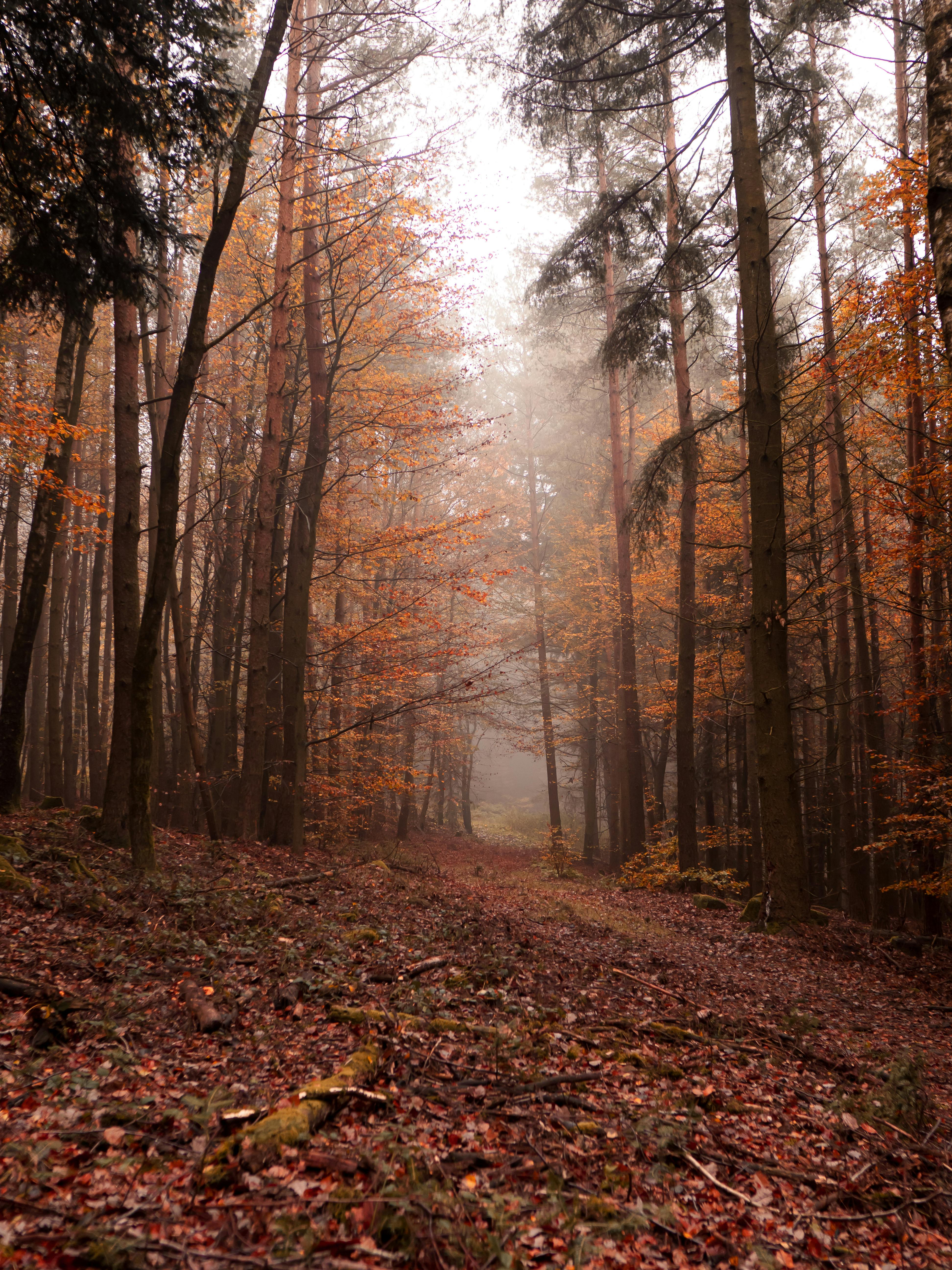 Enchanting misty forest path with autumn foliage in Landau, Germany.