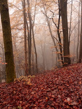 A serene autumn scene featuring a misty forest floor covered in red leaves in Wilgartswiesen, Germany.