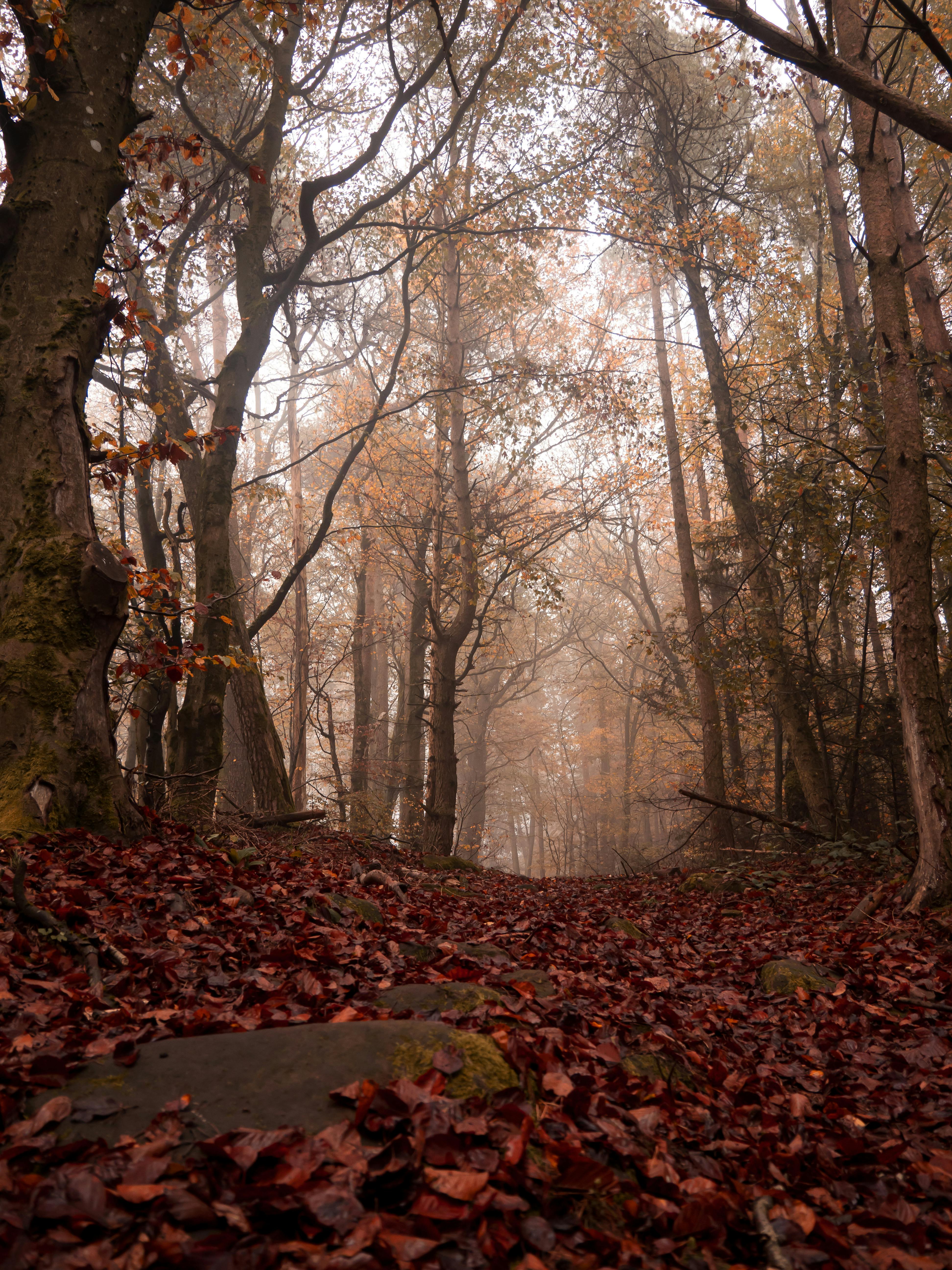 Explore a serene, misty forest path covered with autumn leaves in Landau, Deutschland.
