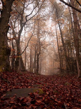 Explore a serene, misty forest path covered with autumn leaves in Landau, Deutschland.