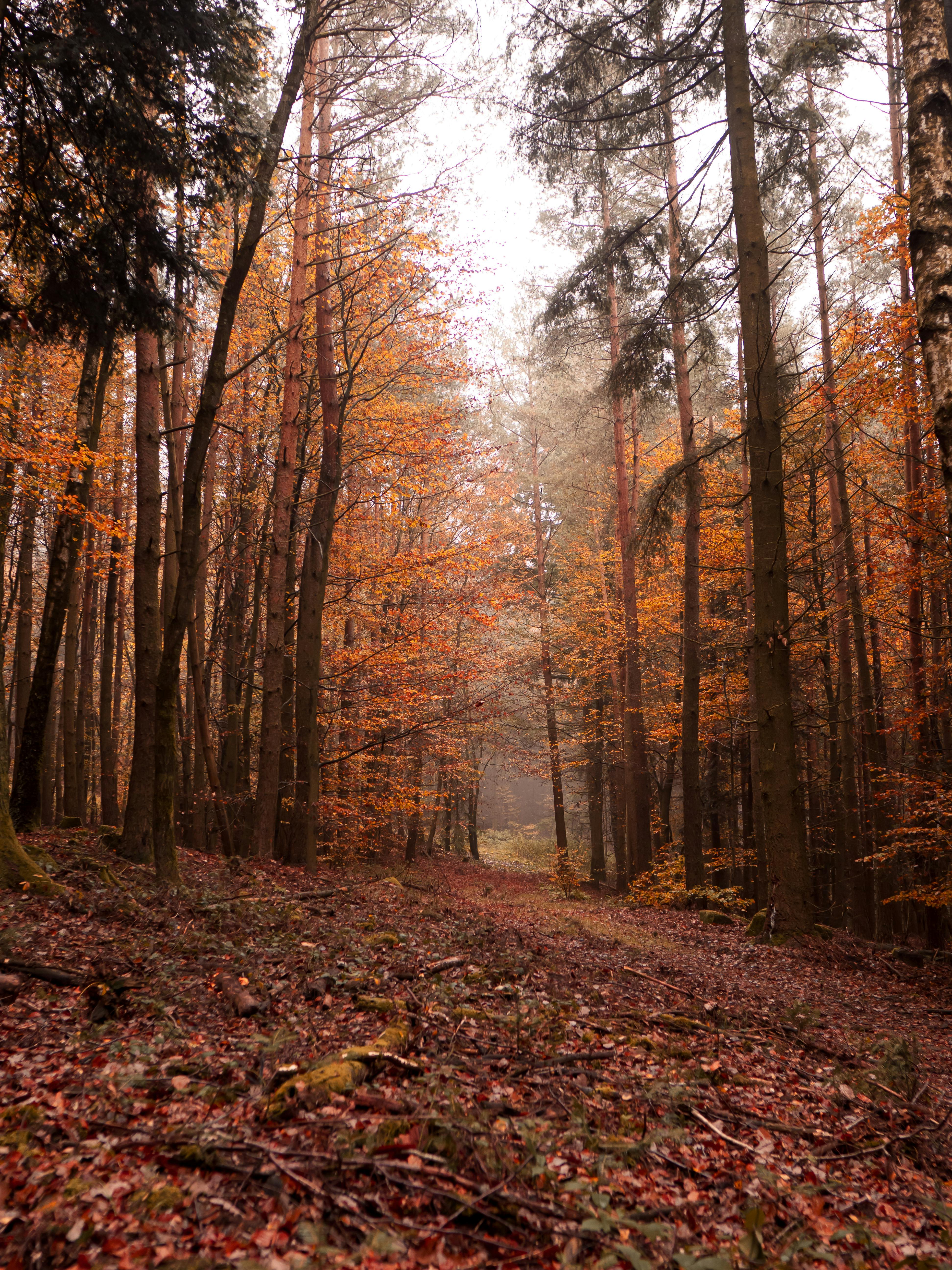 A peaceful forest scene showcasing tall trees with autumn leaves, evoking tranquility.