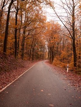 A serene road through a vibrant autumn forest with colorful foliage.