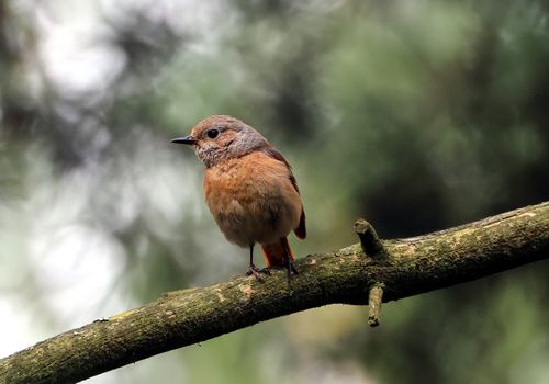 Free A beautiful bird perched on a branch in a serene natural setting. Stock Photo