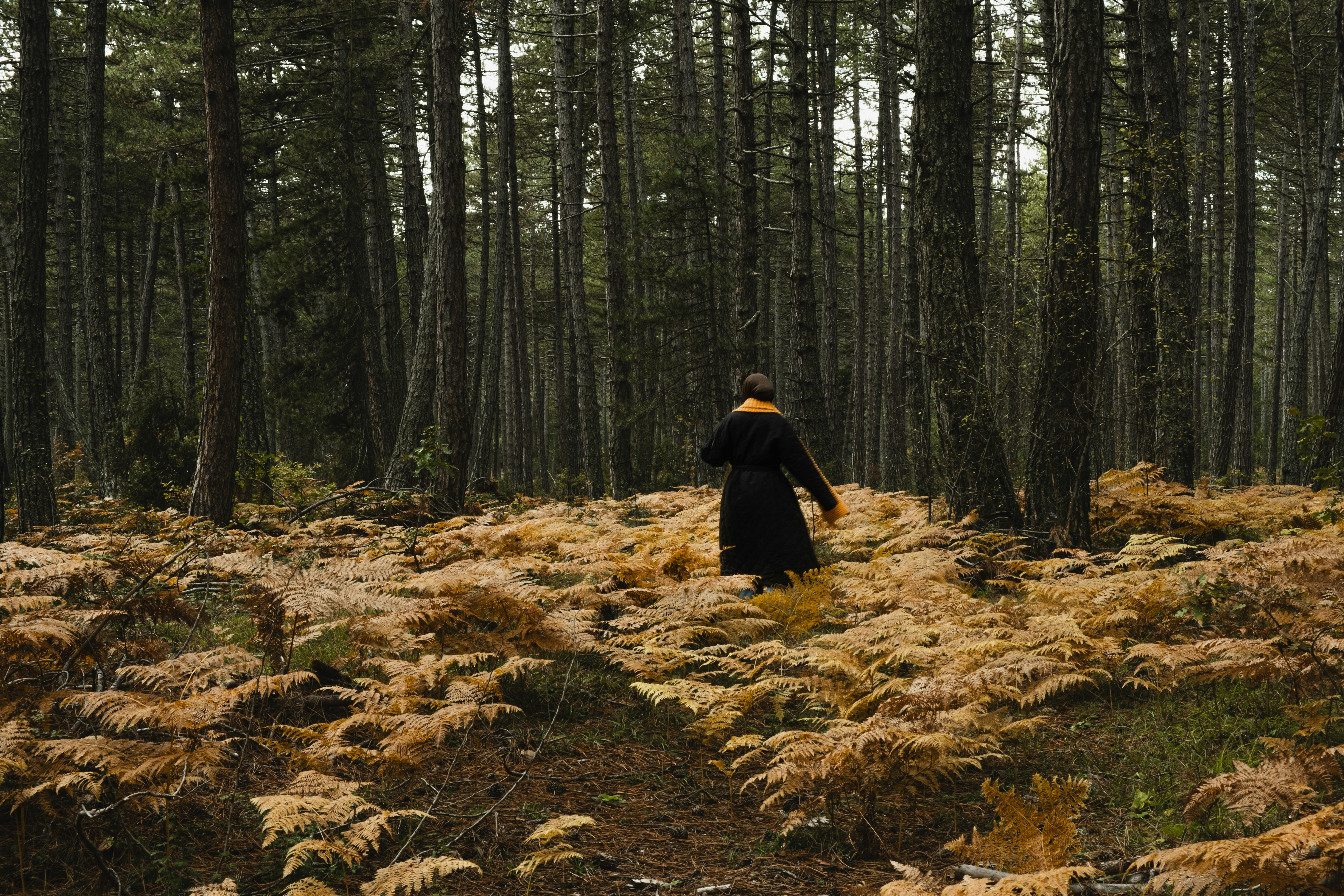 A person walks through a forest with brown ferns and tall trees, evoking an autumn mood.