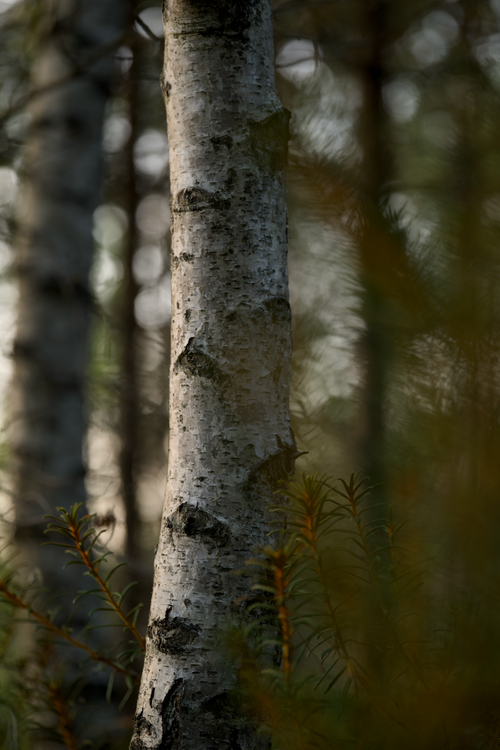 Free Detailed view of birch tree trunk surrounded by blurred forest background. Stock Photo