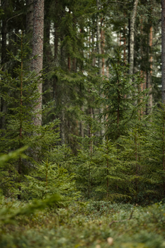 Captivating view of a lush evergreen forest teeming with green conifer trees and dense foliage.