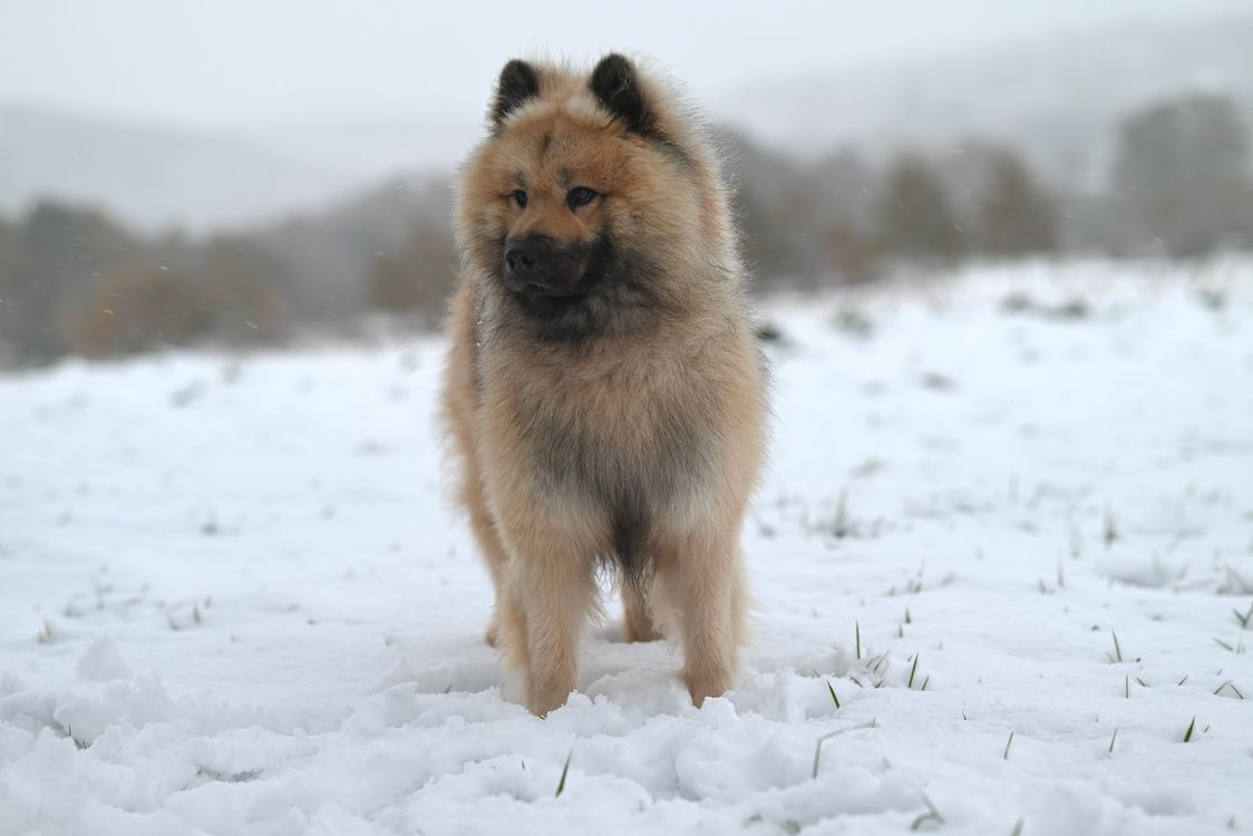 Eurasier Dog Standing In Snowy Landscape Free Stock Photo eurasier-dog-standing-in-snowy-landscape-free-stock-photo