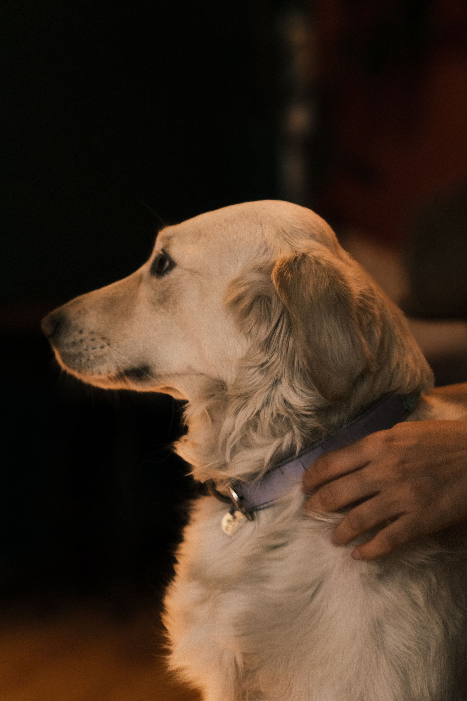 Photograph of a golden retriever being petted by its owner