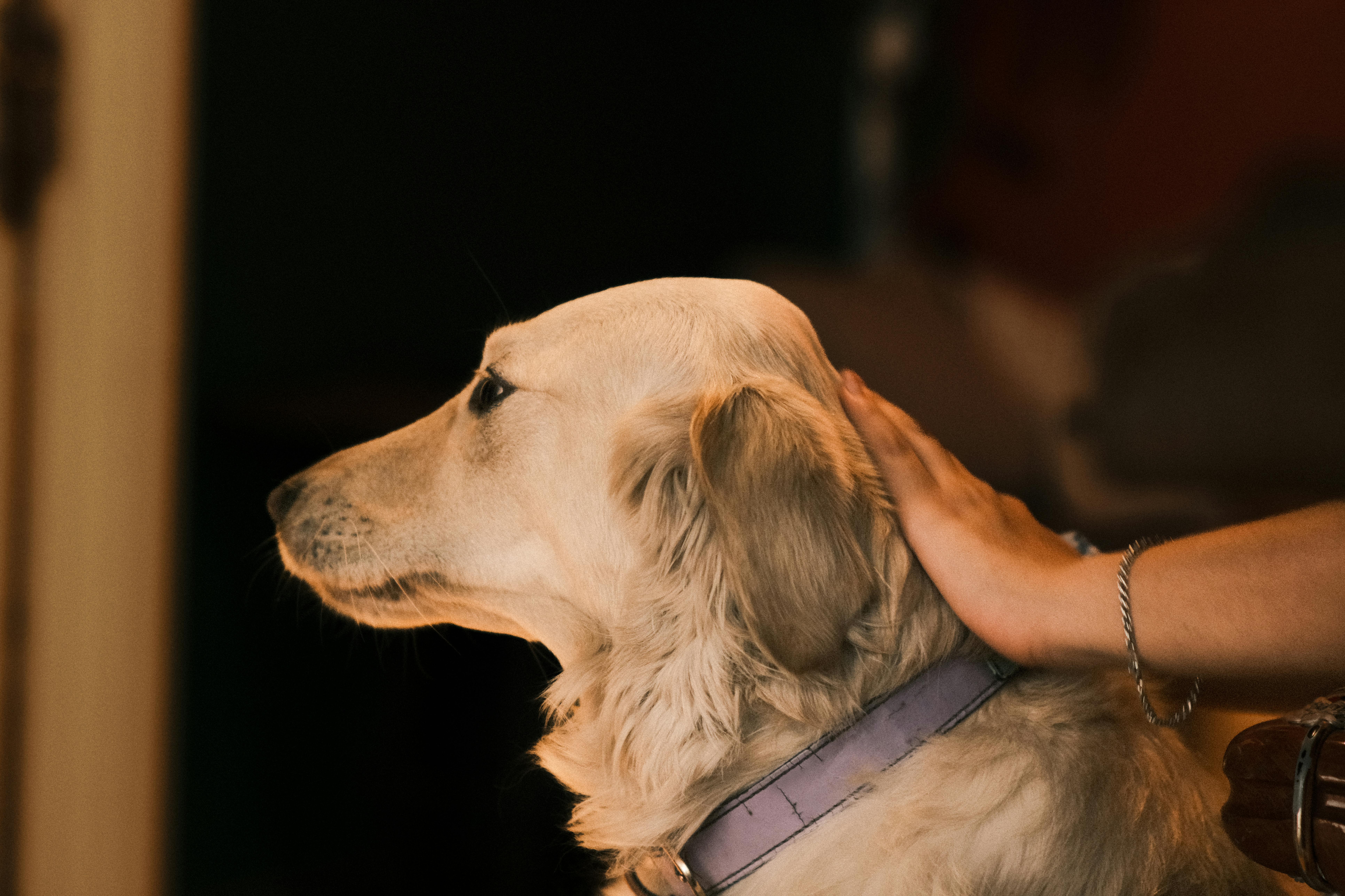 pet care pet safety — Photo by Kağan Karatay on Pexels