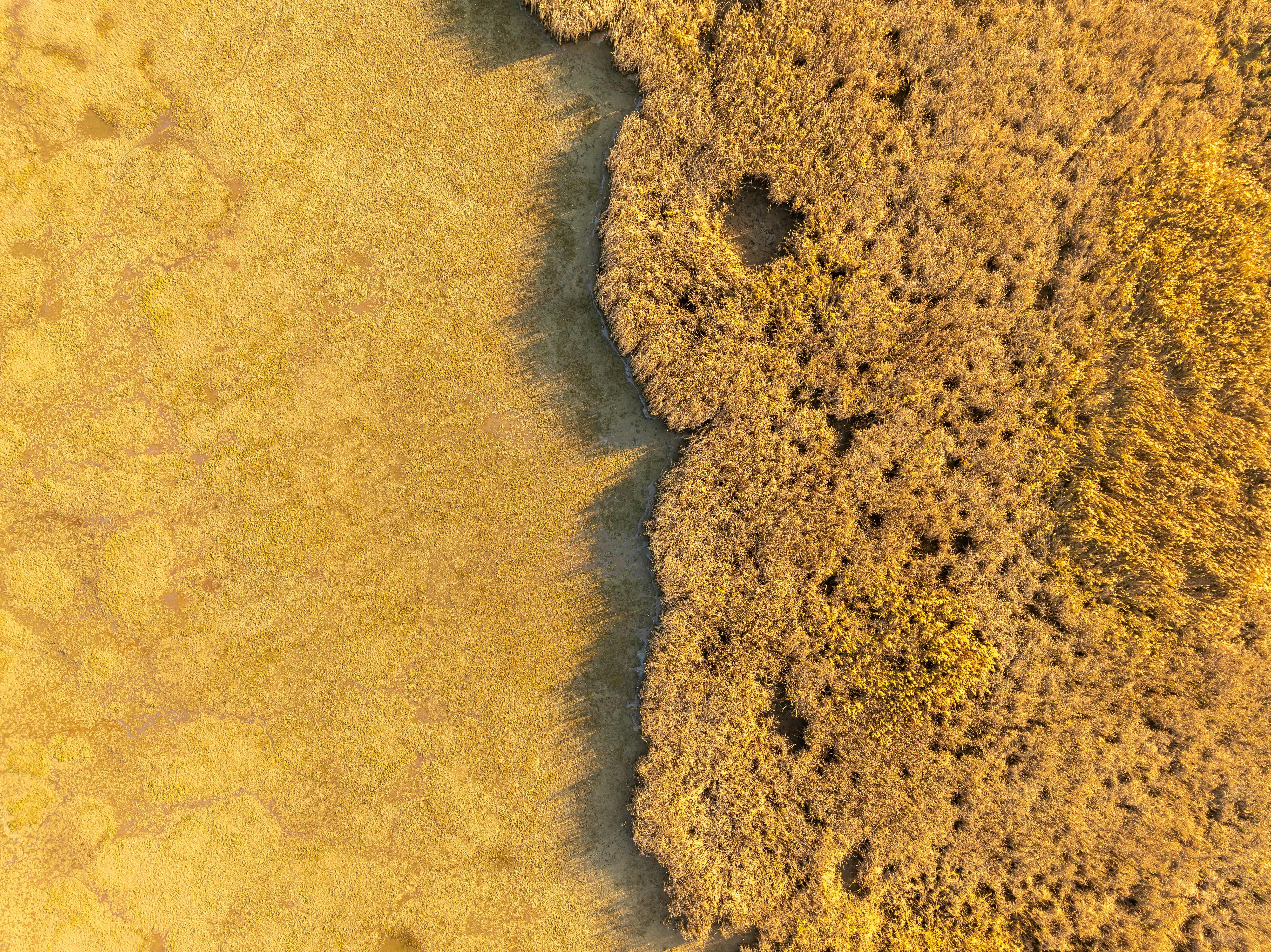 Aerial view captures serene golden marshland in Garešnica, Croatia, showcasing natural textures.