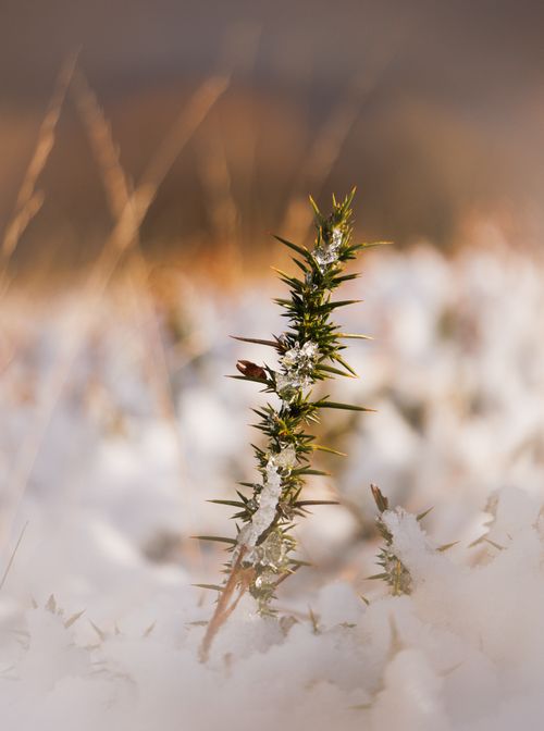 Free Thistle plant covered in snow, set against a blurred winter field backdrop. Stock Photo