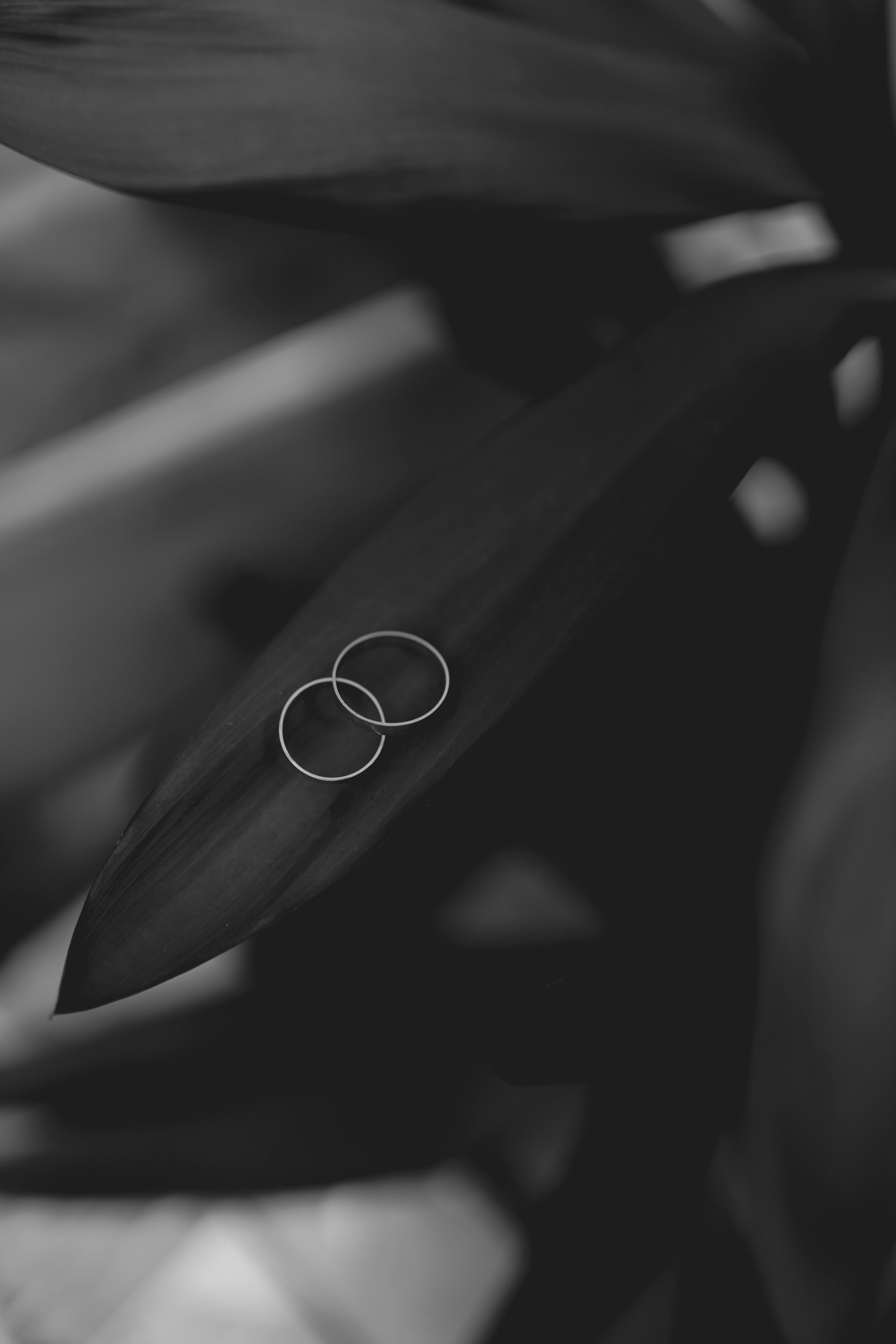 Gratis Fotografia artistica in bianco e nero di fedi nuziali su una foglia scura, simbolica ed elegante. Foto a disposizione