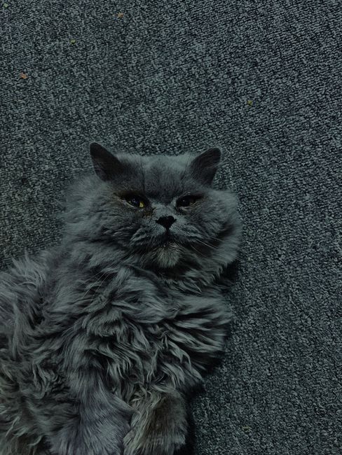 A fluffy gray Persian cat lying on a carpet indoors with a relaxed expression.