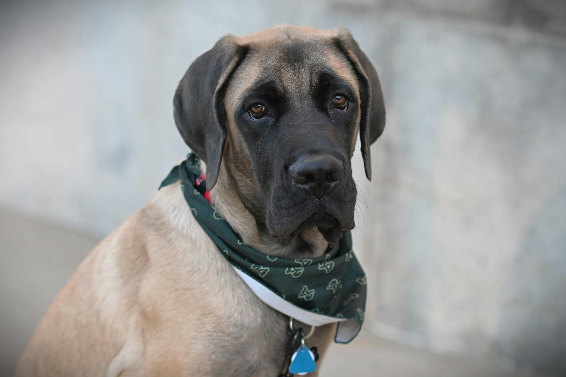 Free stock photo of adorable dog, adorable puppy, mastiff