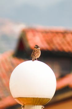 A sparrow perched on a round lamp post with blurred background.