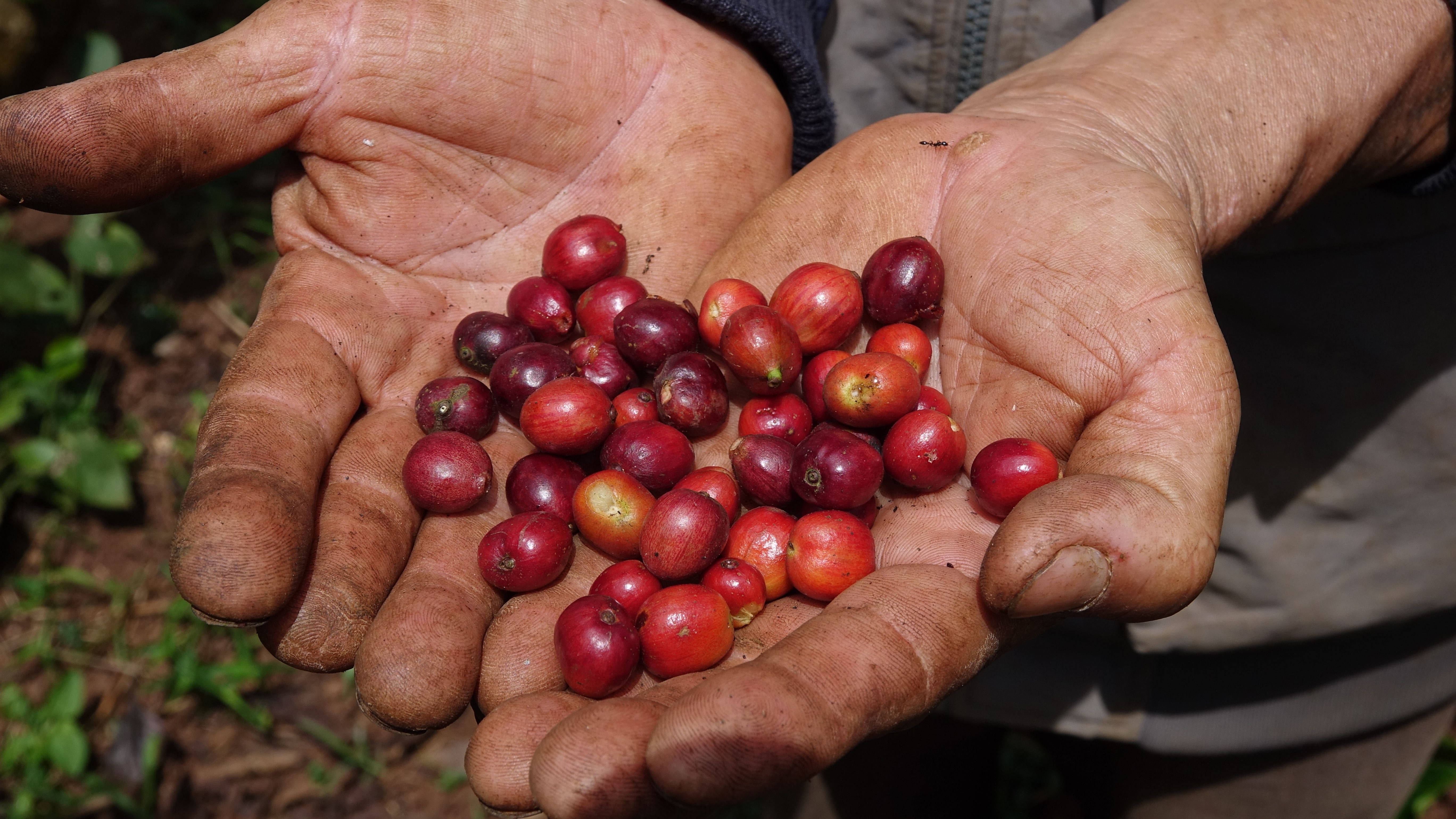 Vietnamese Coffee Farming