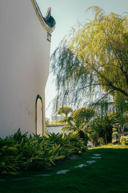 Peaceful garden scene with white wall, lush greenery, and sunlight filtering through trees.