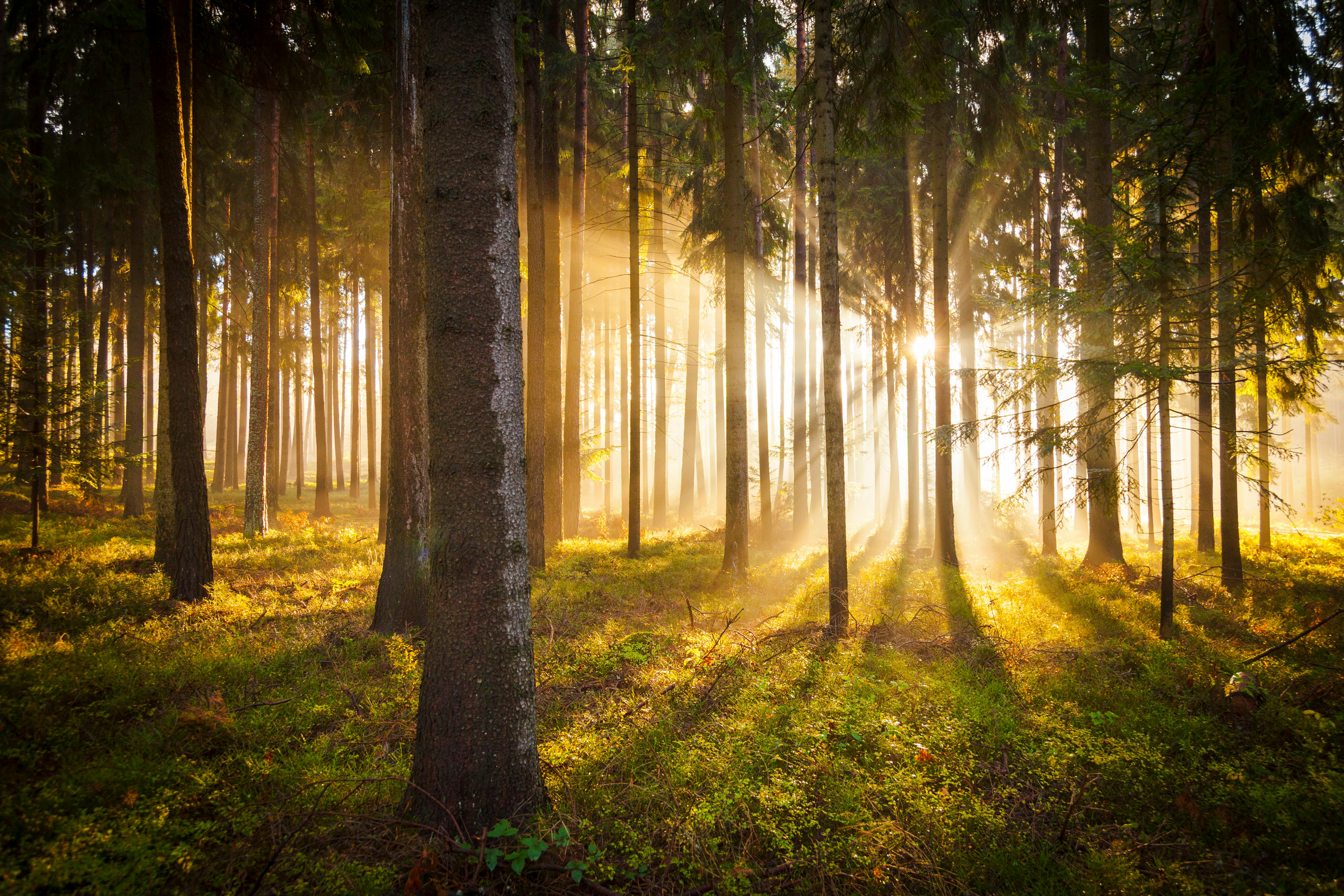 Free stock photo of forest, morning sun, pine tree
