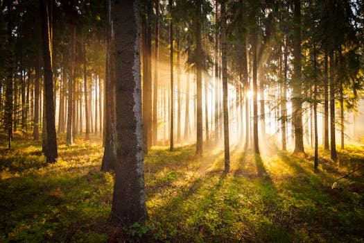 Sunlight streaming through tall pine trees in a serene forest setting.
