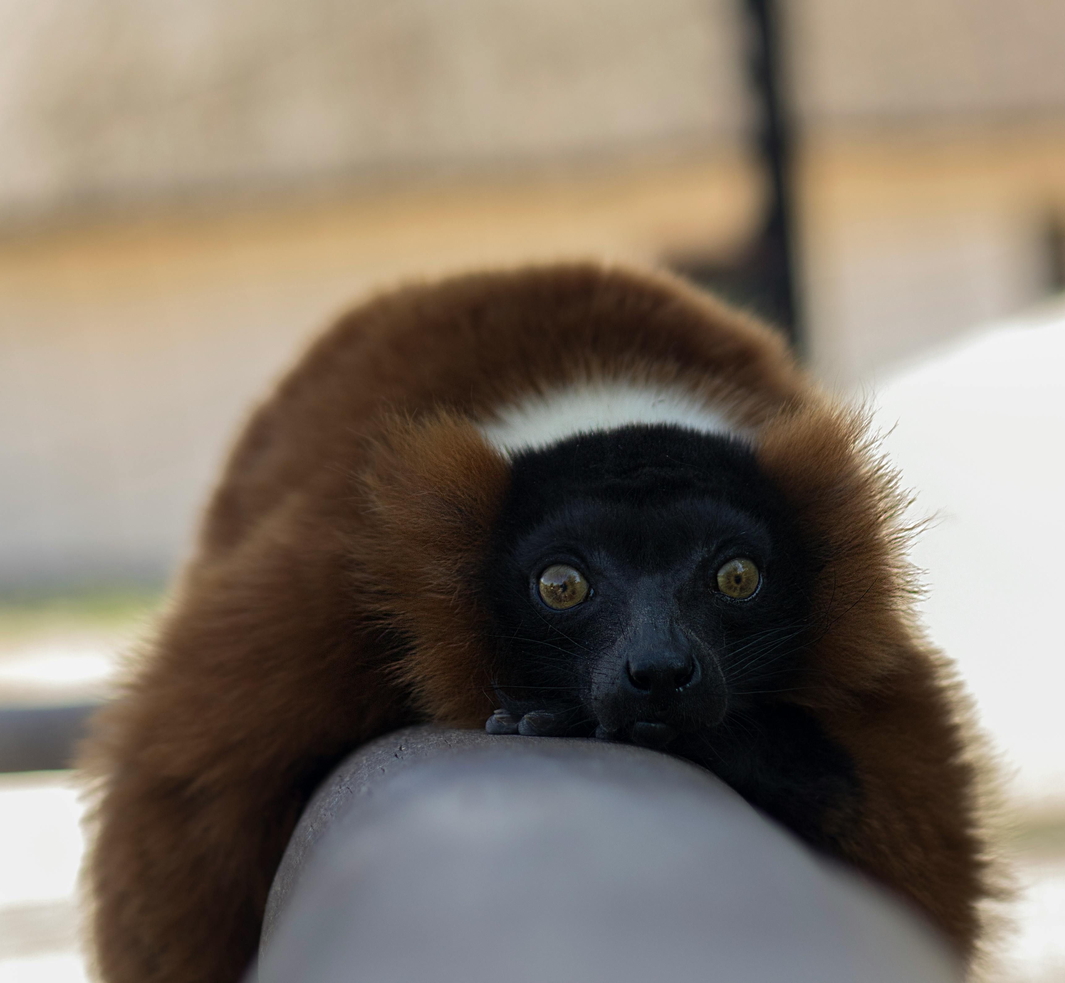 Madagascar in 3 Days — The Perfect Itinerary