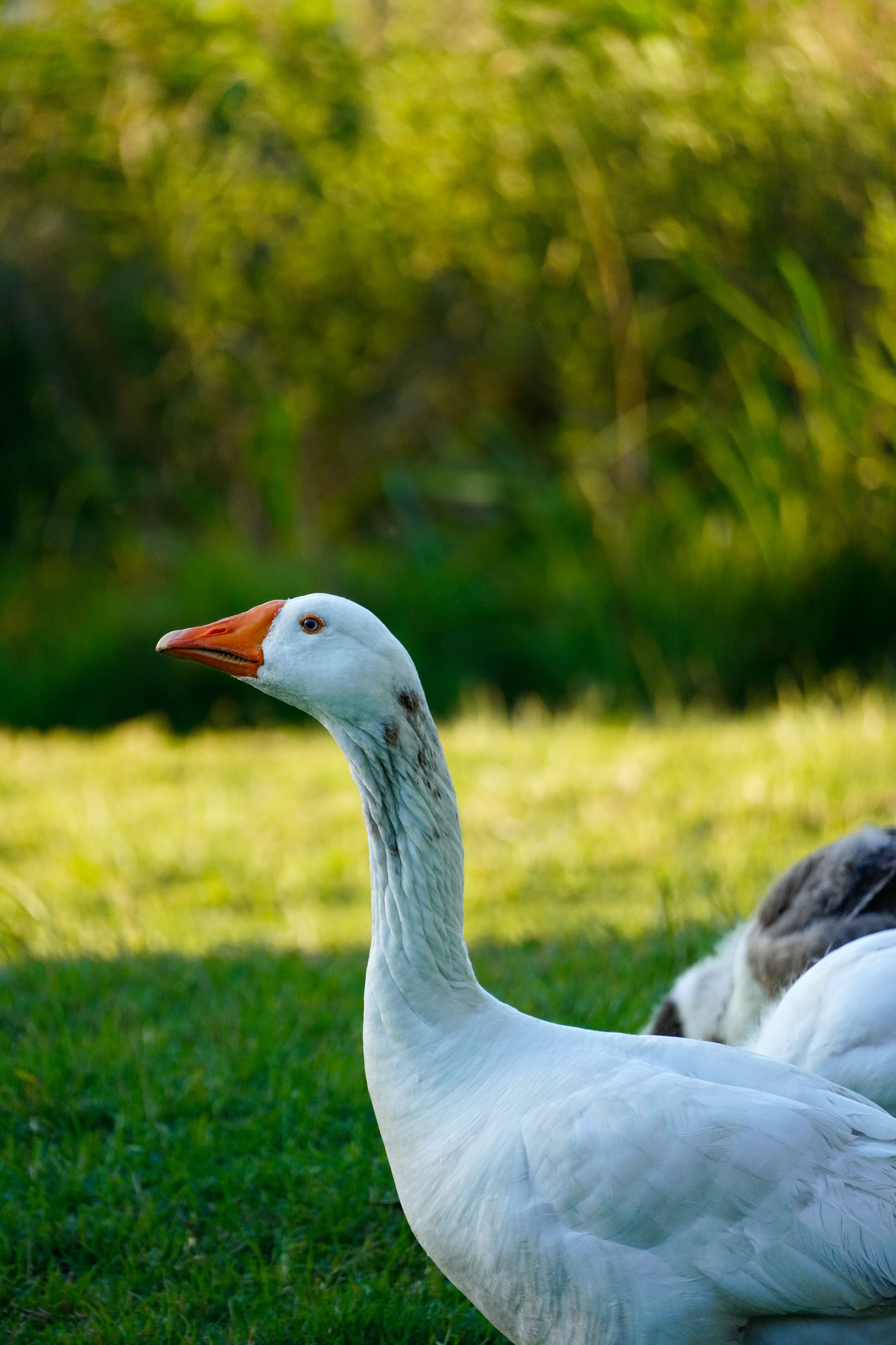 Close-up of a White Goose in Outdoor Setting · Free Stock Photo