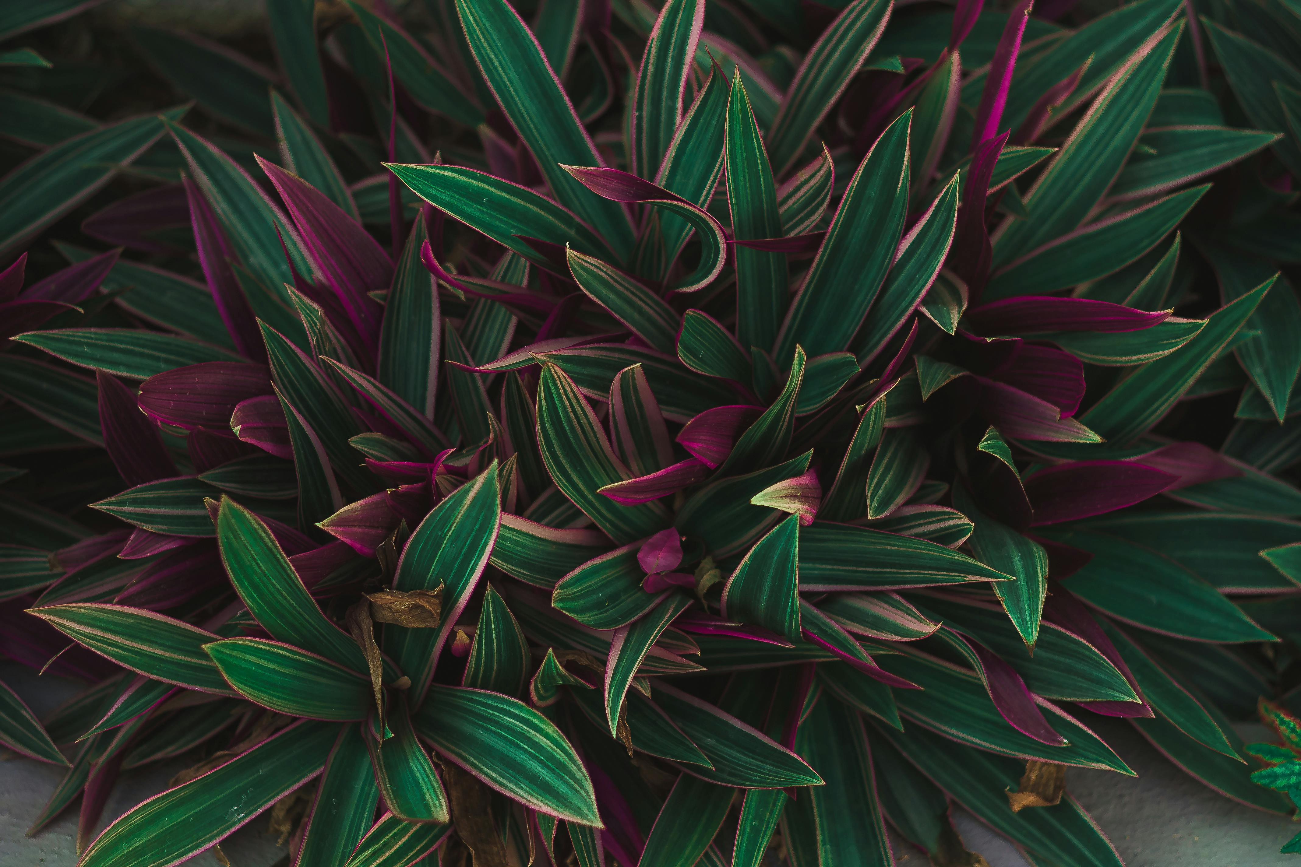 特写镜头捕捉了户外花园中充满活力的绿色和紫色叶子，展现出丰富的纹理