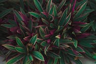 特写镜头捕捉了户外花园中充满活力的绿色和紫色叶子，展现出丰富的纹理