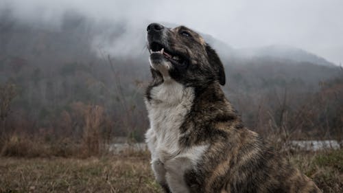 Cão Rajado De Pelo Curto No Campo De Grama Na Foto Em Foco